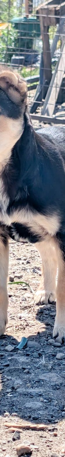 SOYA – Mischlingshund, Weibchen, 6 Monate, Rumänien – Foto 1