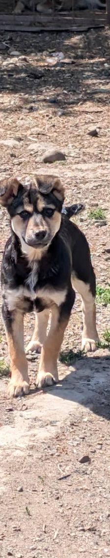 SOYA – Mischlingshund, Weibchen, 6 Monate, Rumänien – Foto 3