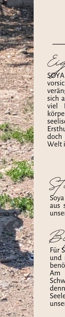 SOYA – Mischlingshund, Weibchen, 6 Monate, Rumänien – Foto 4