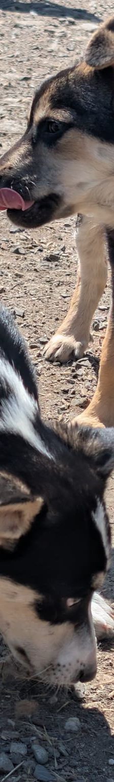 SOYA – Mischlingshund, Weibchen, 6 Monate, Rumänien – Foto 5