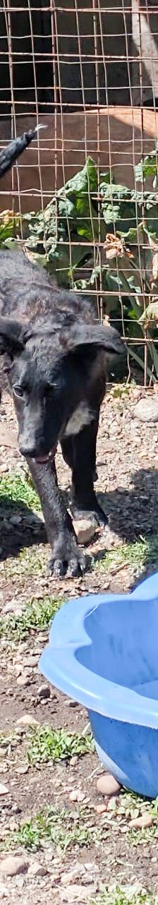 SOYA – Mischlingshund, Weibchen, 6 Monate, Rumänien – Foto 6