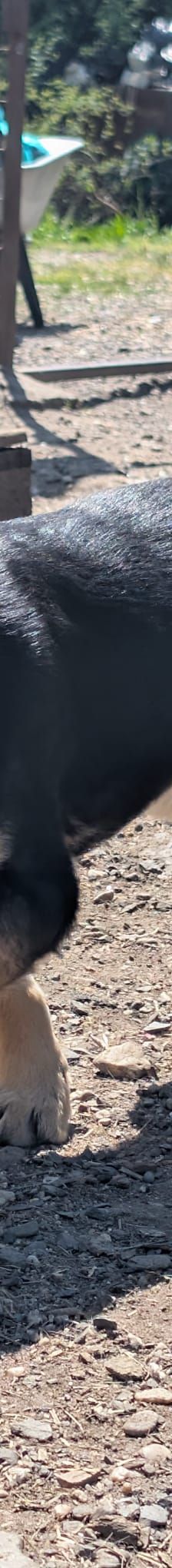 SOYA – Mischlingshund, Weibchen, 6 Monate, Rumänien – Foto 7