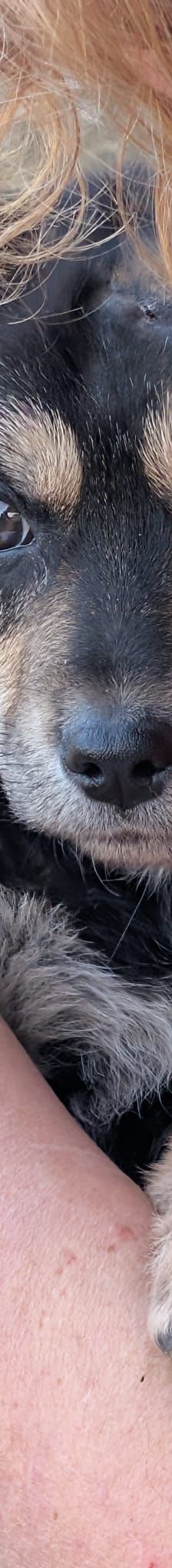 SOYA – Mischlingshund, Weibchen, 6 Monate, Rumänien – Foto 8