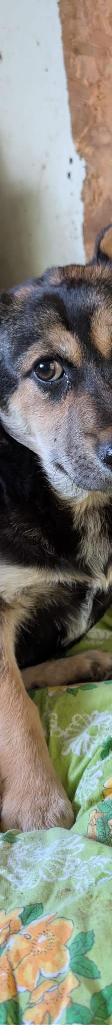 SOYA – Mischlingshund, Weibchen, 6 Monate, Rumänien – Foto 9