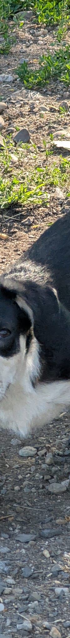 TAMINA – Mischlingshund, Weibchen, 6 Monate, Rumänien – Foto 1