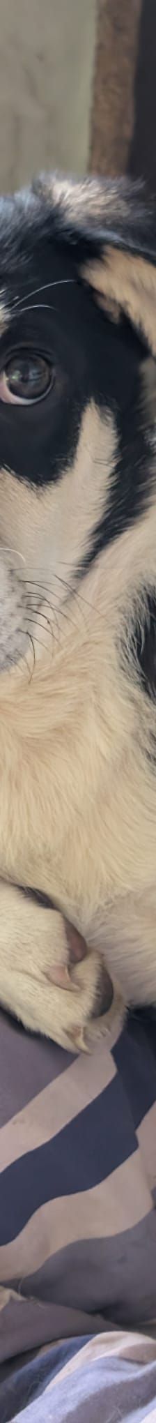 TAMINA – Mischlingshund, Weibchen, 6 Monate, Rumänien – Foto 3