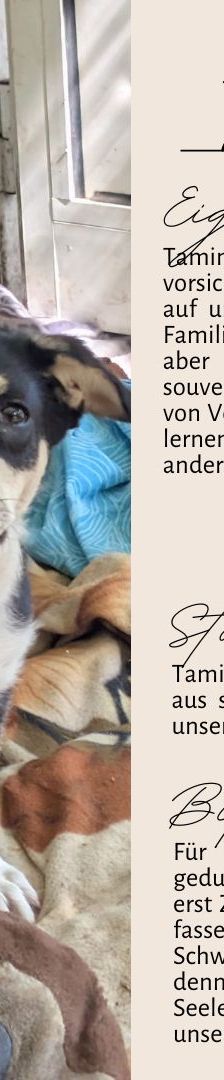TAMINA – Mischlingshund, Weibchen, 6 Monate, Rumänien – Foto 4