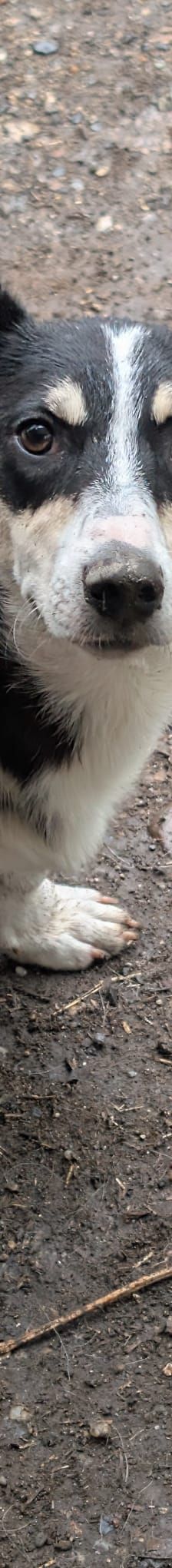 TAMINA – Mischlingshund, Weibchen, 6 Monate, Rumänien – Foto 5