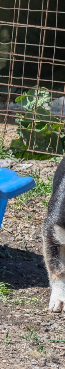 TAMINA – Mischlingshund, Weibchen, 6 Monate, Rumänien – Foto 6