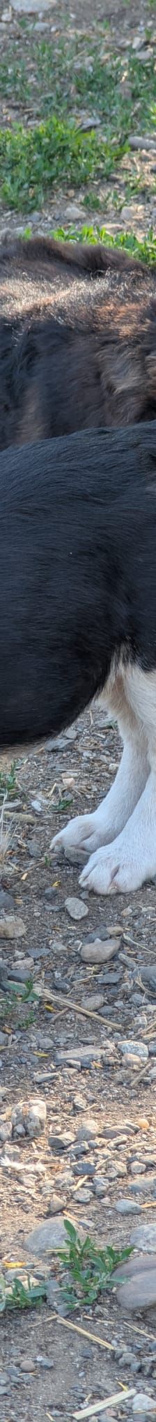 TAMINA – Mischlingshund, Weibchen, 6 Monate, Rumänien – Foto 7
