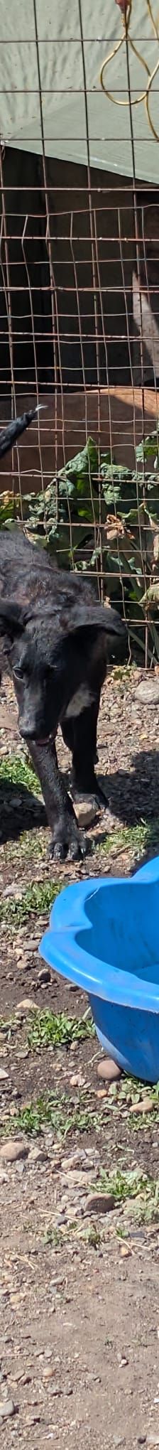 TAMINA – Mischlingshund, Weibchen, 6 Monate, Rumänien – Foto 8