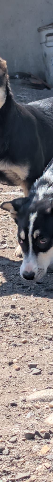 TAMINA – Mischlingshund, Weibchen, 6 Monate, Rumänien – Foto 9