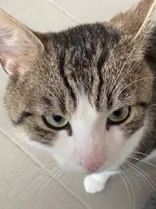 Erwin – EKH, Männchen, 1 Jahr, 90537 Feucht – Foto 1