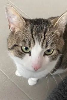 Erwin – EKH, Männchen, 1 Jahr, 90537 Feucht – Foto 2
