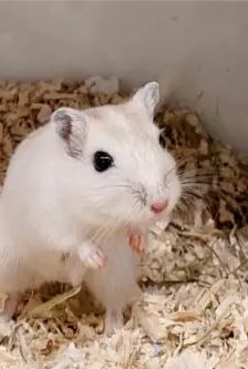 Sweetie – Dsungarischer Zwerghamster, Weibchen, 3 Monate, 90537 Feucht – Foto 1