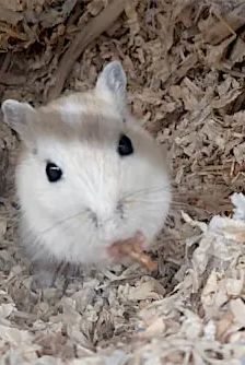 Sweetie – Dsungarischer Zwerghamster, Weibchen, 3 Monate, 90537 Feucht – Foto 2