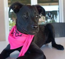 Iva – Mischling, Weibchen, 3 Monate, Nordic Strays e.V. – Foto 4
