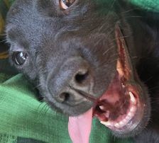 Iva – Mischling, Weibchen, 3 Monate, Nordic Strays e.V. – Foto 6