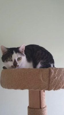 Zazou – Katze, Weibchen, 4 Jahre, 39576 Stendal – Foto 1