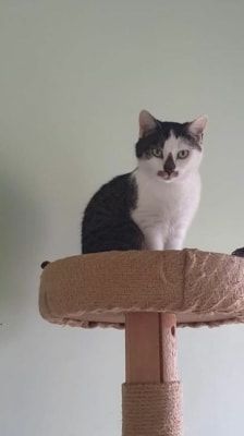 Zazou – Katze, Weibchen, 4 Jahre, 39576 Stendal – Foto 2
