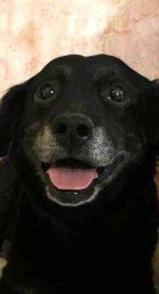 Aria – Mischling, Weibchen, 9 Jahre, 65520 Bad Camberg – Foto 1