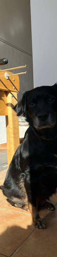 Aria – Mischling, Weibchen, 9 Jahre, 65520 Bad Camberg – Foto 2