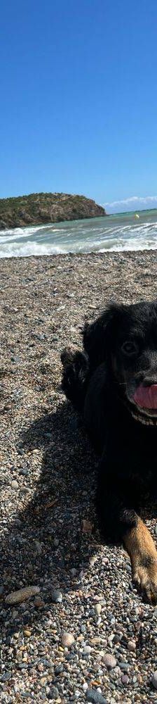 Aria – Mischling, Weibchen, 9 Jahre, 65520 Bad Camberg – Foto 3
