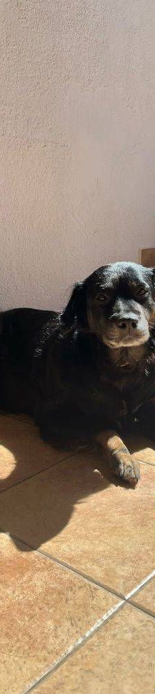 Aria – Mischling, Weibchen, 9 Jahre, 65520 Bad Camberg – Foto 4
