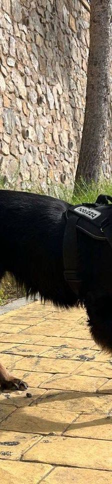 Aria – Mischling, Weibchen, 9 Jahre, 65520 Bad Camberg – Foto 5