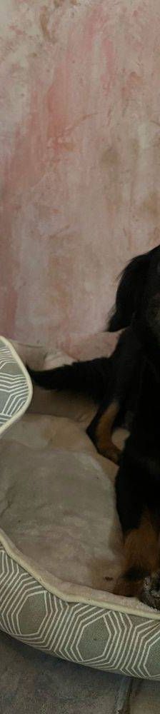 Aria – Mischling, Weibchen, 9 Jahre, 65520 Bad Camberg – Foto 6