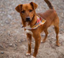 Dobby – Mischling, Männchen, Alter unbekannt, Nordic Strays e.V. – Foto 2