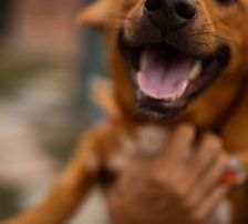 Dobby – Mischling, Männchen, Alter unbekannt, Nordic Strays e.V. – Foto 3
