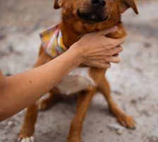 Dobby – Mischling, Männchen, Alter unbekannt, Nordic Strays e.V. – Foto 4