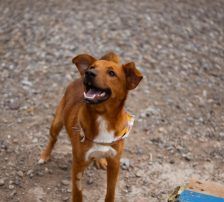 Dobby – Mischling, Männchen, Alter unbekannt, Nordic Strays e.V. – Foto 5