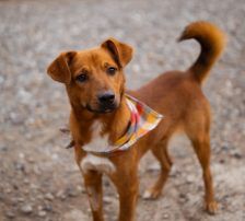 Dobby – Mischling, Männchen, Alter unbekannt, Nordic Strays e.V. – Foto 6