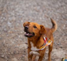 Dobby – Mischling, Männchen, Alter unbekannt, Nordic Strays e.V. – Foto 7
