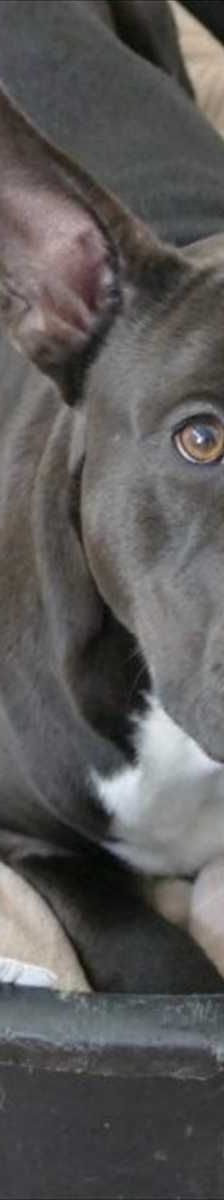 RIO – American Staffordshire Terrier, Mix, Männchen, 4 Jahre, 81829 München – Foto 3