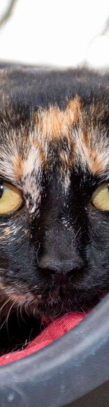 Dionisio – EKH, Männchen, 1 Jahr, 65520 Bad Camberg – Foto 16