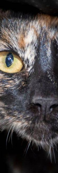 Dionisio – EKH, Männchen, 1 Jahr, 65520 Bad Camberg – Foto 24
