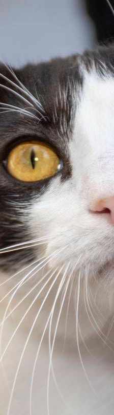 Dionisio – EKH, Männchen, 1 Jahr, 65520 Bad Camberg – Foto 26