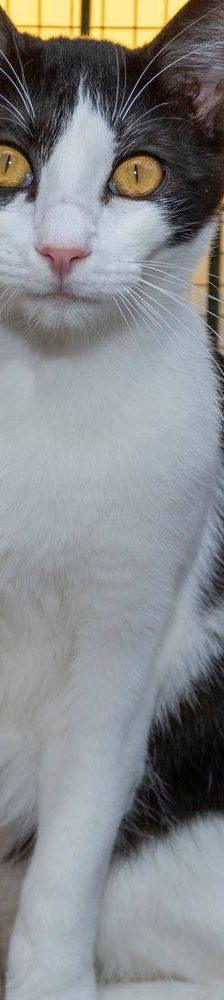 Dionisio – EKH, Männchen, 1 Jahr, 65520 Bad Camberg – Foto 29