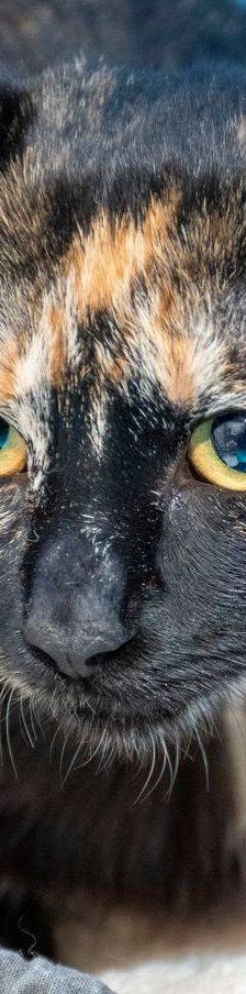 Dionisio – EKH, Männchen, 1 Jahr, 65520 Bad Camberg – Foto 6
