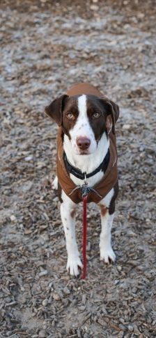 Bobbi – Jagdhund-Mix, Männchen, 3 Jahre 8 Monate, 70195 Stuttgart-Botnang – Foto 1