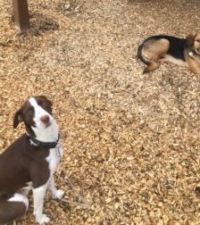 Bobbi – Jagdhund-Mix, Männchen, 3 Jahre 8 Monate, 70195 Stuttgart-Botnang – Foto 2
