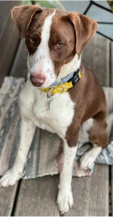 Bobbi – Jagdhund-Mix, Männchen, 3 Jahre 8 Monate, 70195 Stuttgart-Botnang – Foto 11