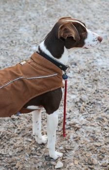 Bobbi – Jagdhund-Mix, Männchen, 3 Jahre 8 Monate, 70195 Stuttgart-Botnang – Foto 3