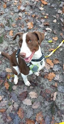 Bobbi – Jagdhund-Mix, Männchen, 3 Jahre 8 Monate, 70195 Stuttgart-Botnang – Foto 4