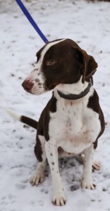 Bobbi – Jagdhund-Mix, Männchen, 3 Jahre 8 Monate, 70195 Stuttgart-Botnang – Foto 5