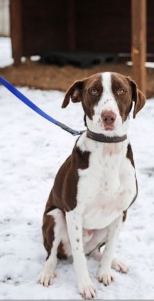 Bobbi – Jagdhund-Mix, Männchen, 3 Jahre 8 Monate, 70195 Stuttgart-Botnang – Foto 6