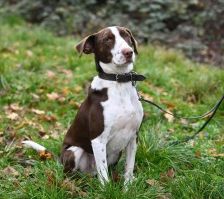Bobbi – Jagdhund-Mix, Männchen, 3 Jahre 8 Monate, 70195 Stuttgart-Botnang – Foto 7